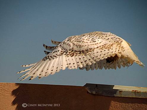Snowy-Owl,-Tybee-Island,-GA-28-copy