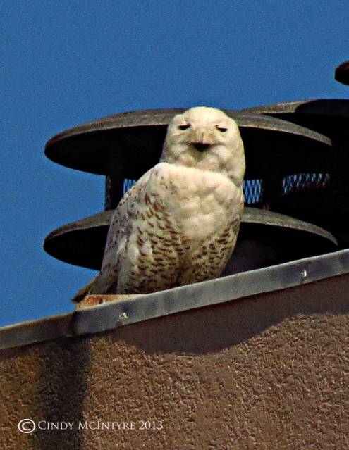 Snowy-Owl,-Tybee-Island,-GA21-copy