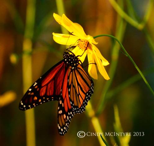 Monarch on coreopsis