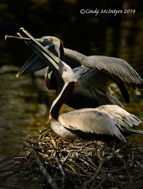 Brown-pelicans-nesting,-Homosassa-Springs-SP-FL-(12)-copy-2