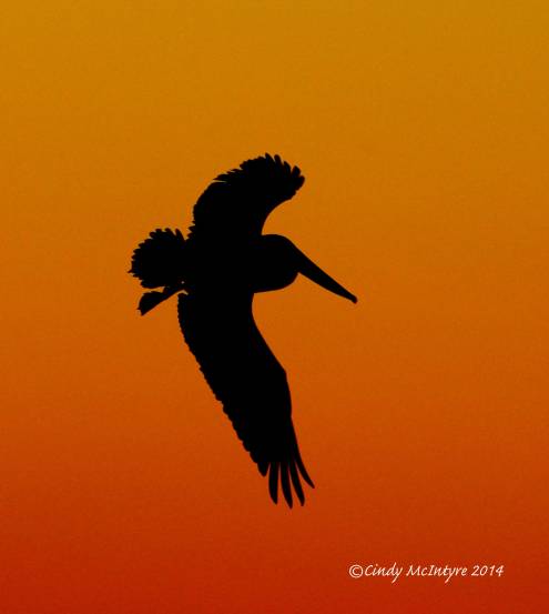 Brown Pelican at sunset