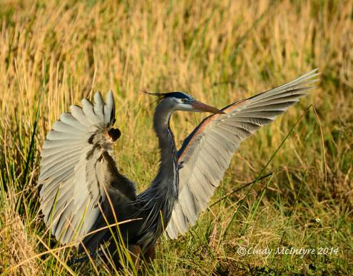Great Blue Heron, Viera Wetlands