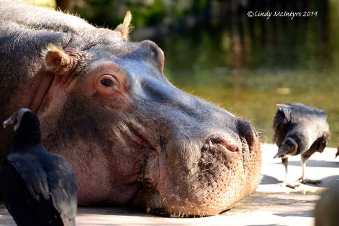 Lu the 50-year-old hippo