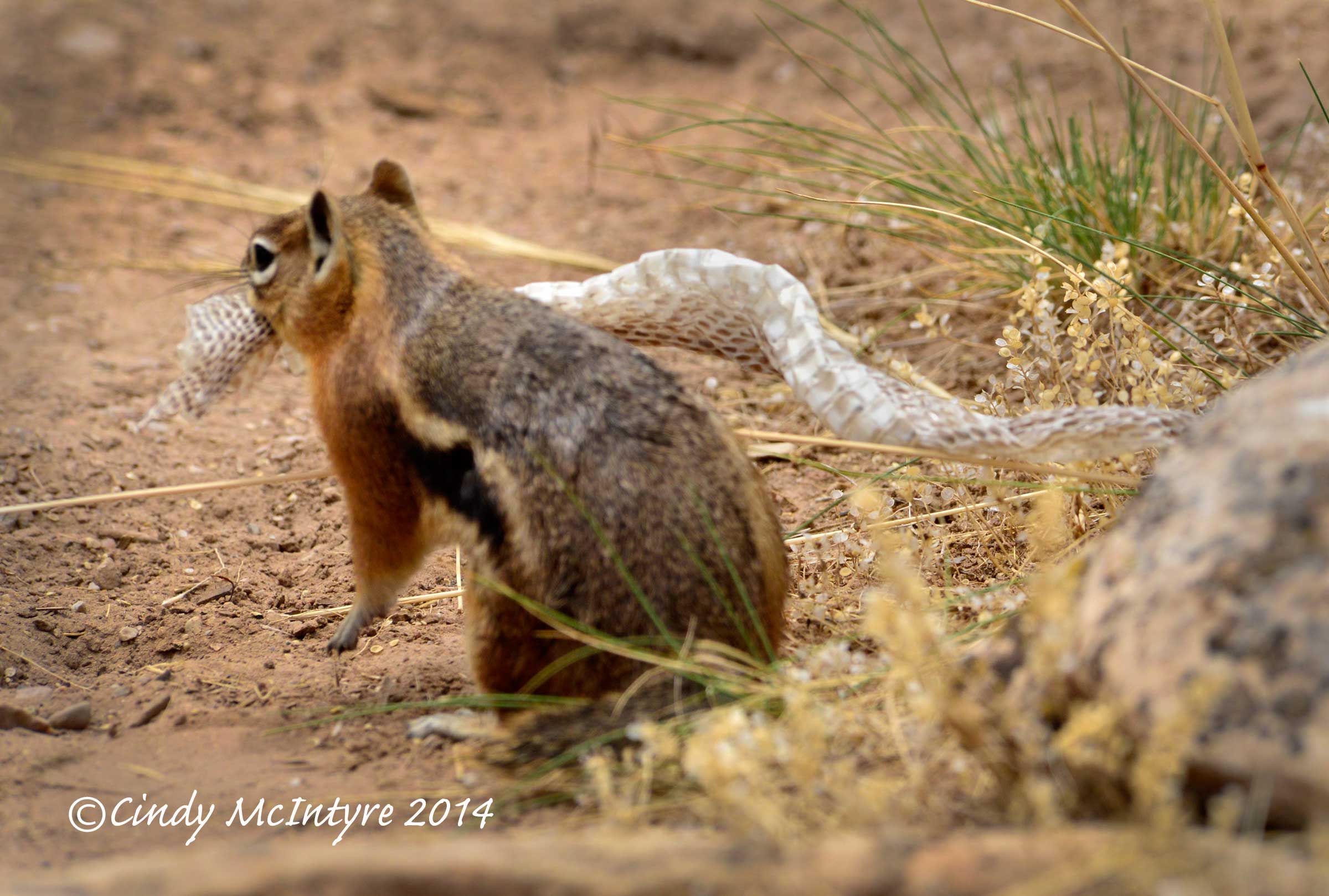 Ground Squirrel Eats Snakeskin – True Story!  Cindy McIntyres Blog
