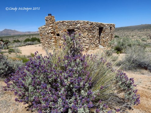 Rock Springs House and desert purple sage (Salvia sp.)