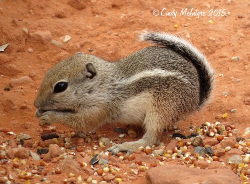 Antelope-squirrel,-Valley-of-Fire-SP-NV-(7)-copy