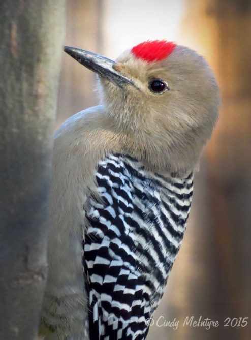 Male Gila Woodpecker